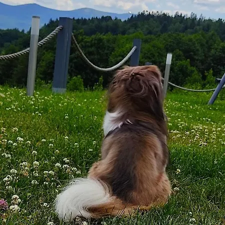 Na Skale Z Widokiem Na Panorame Karkonoszy Alpehytte