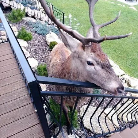 Na Skale Z Widokiem Na Panorame Karkonoszy בקתה *