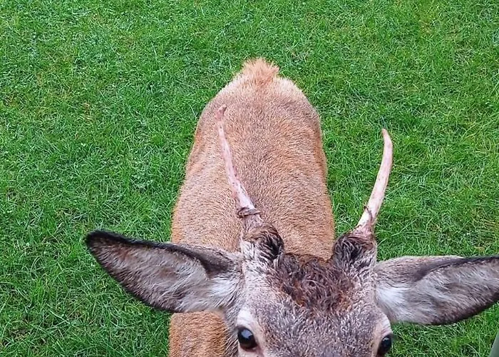 Na Skale Z Widokiem Na Panorame Karkonoszy 샬레 스클라르스카포렘바